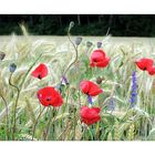 Farben im Feld