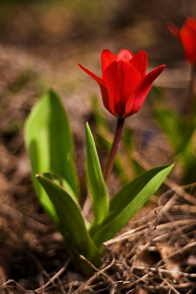 Farben im Frühling