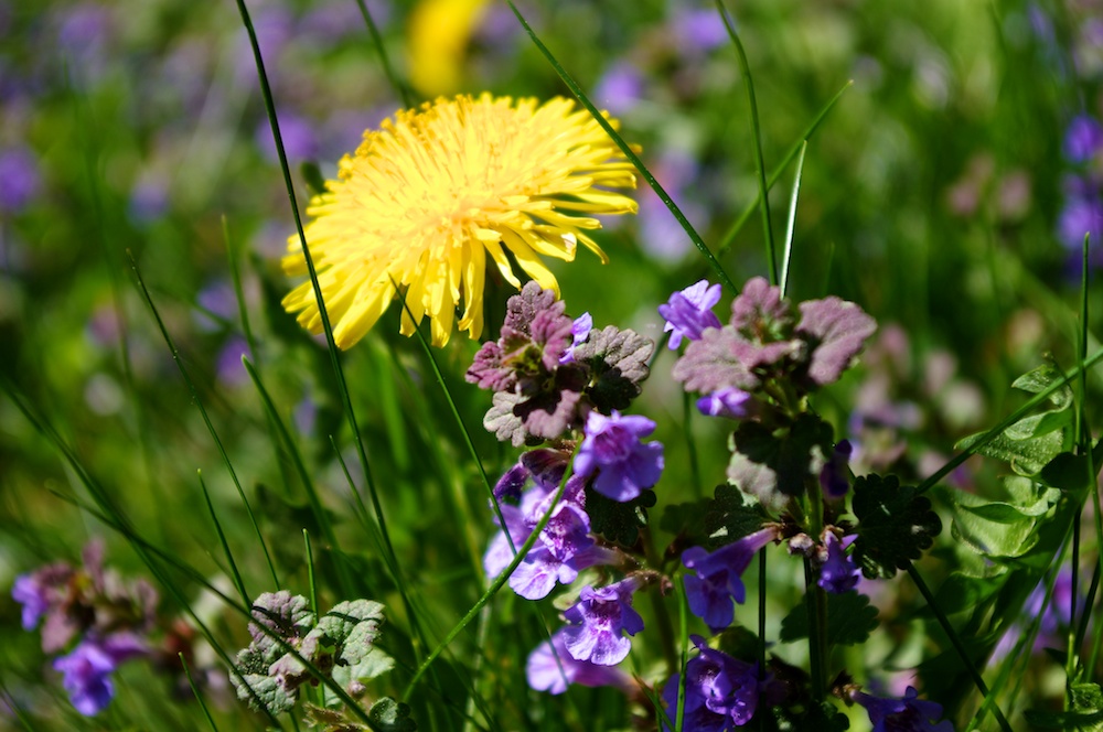 Farben im Garten 02