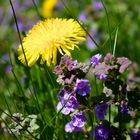 Farben im Garten 02