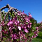 Farben im Garten 04