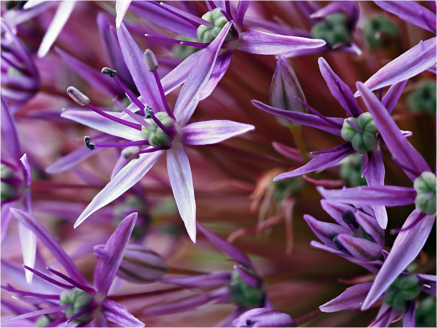 Farben im Garten 2