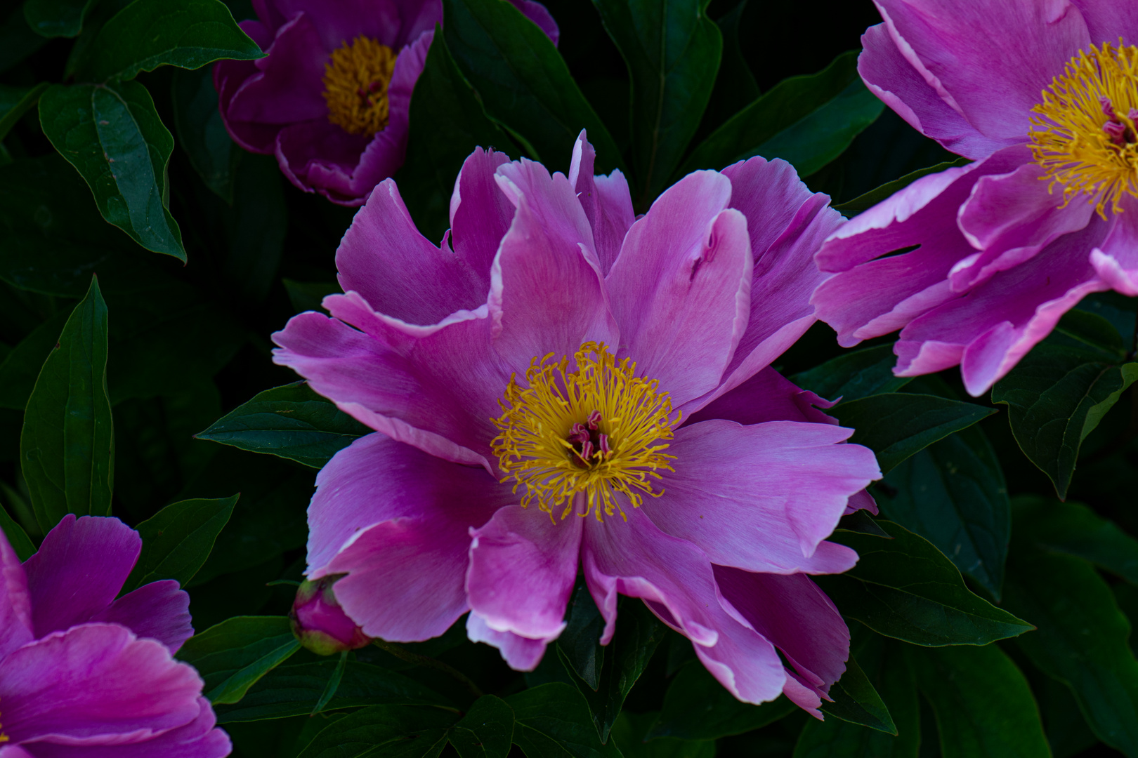 Farben im Garten