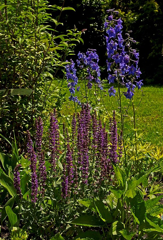 Farben im Garten ...