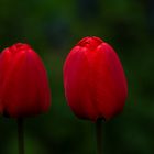 Farben im Garten