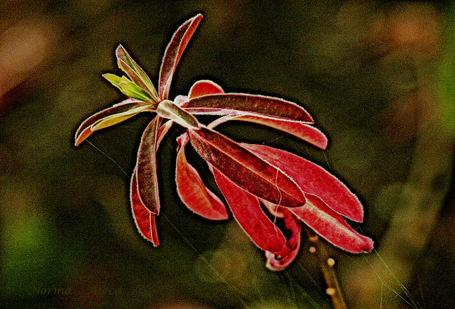 Farben im Garten 