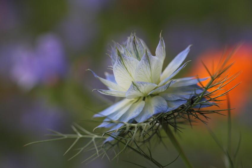 Farben im Garten, Dettingen a.d. Erms, Biosphärengebiet schw. Alb