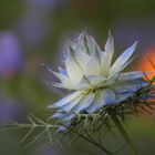 Farben im Garten, Dettingen a.d. Erms, Biosphärengebiet schw. Alb