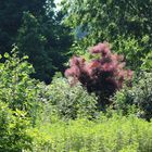 Farben im Garten