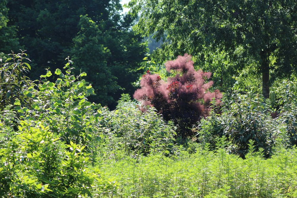 Farben im Garten