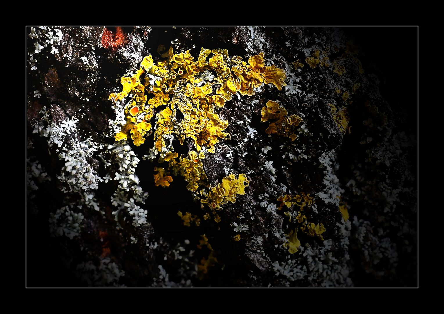 Farben im Garten I