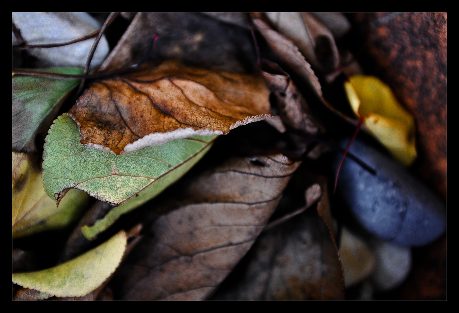 Farben im Garten II