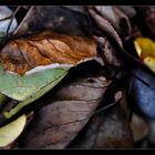 Farben im Garten II