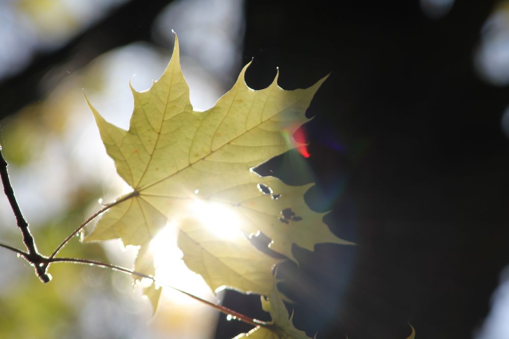 Farben im Herbst 2012 (01)