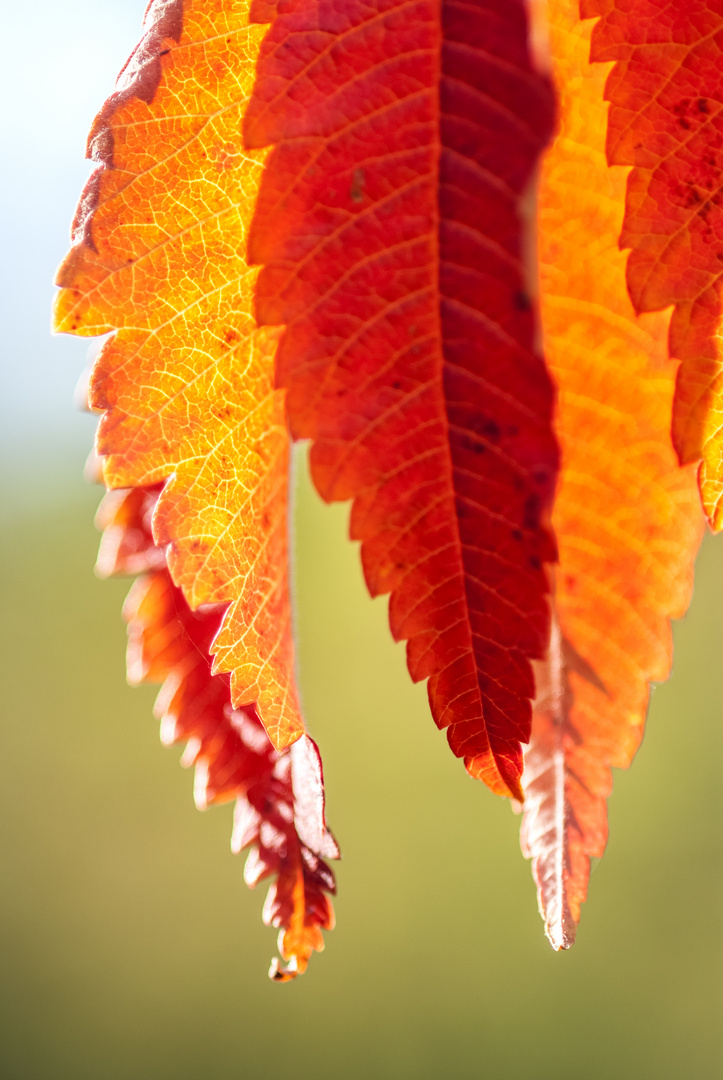 Farben im Herbst