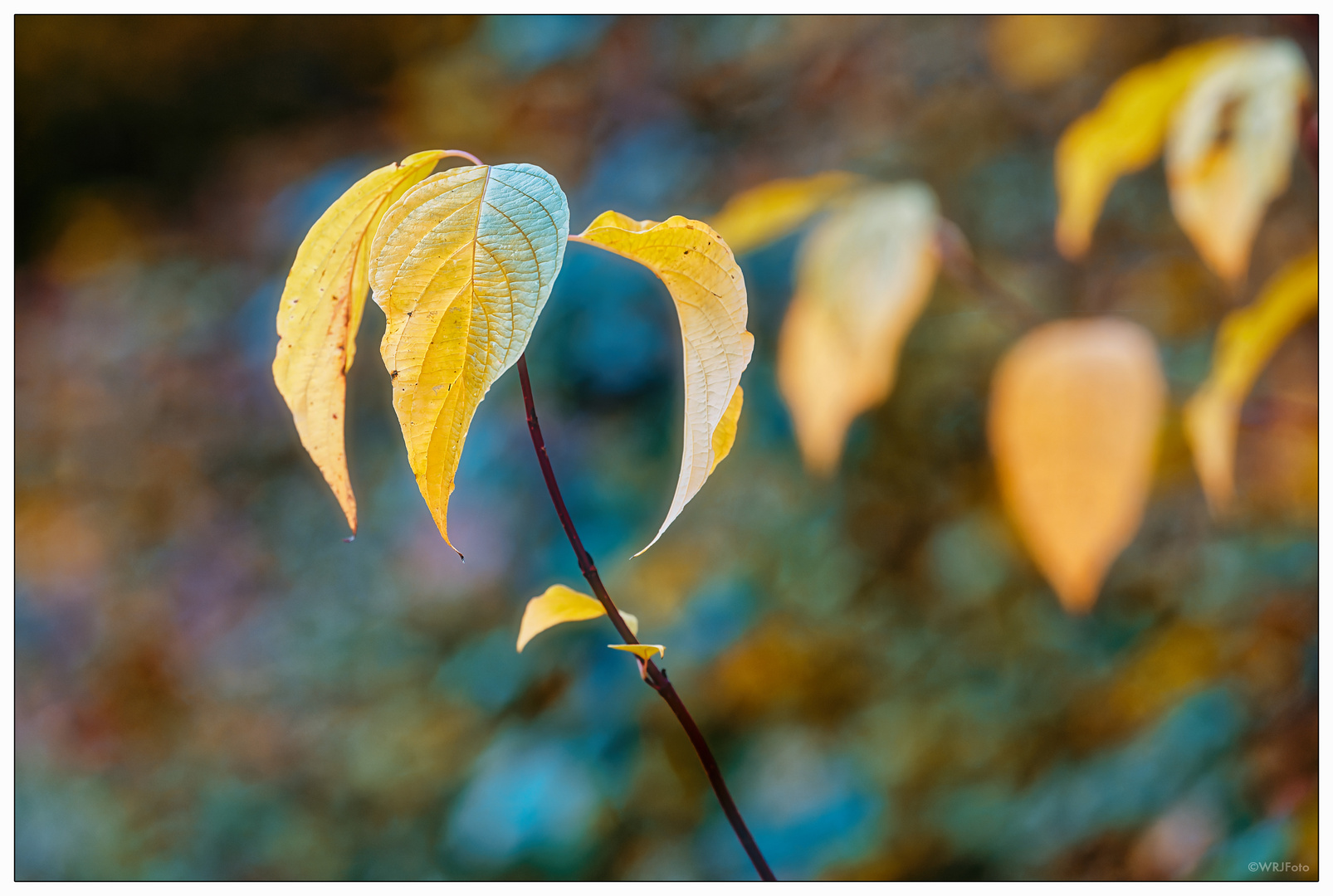 Farben im Herbst