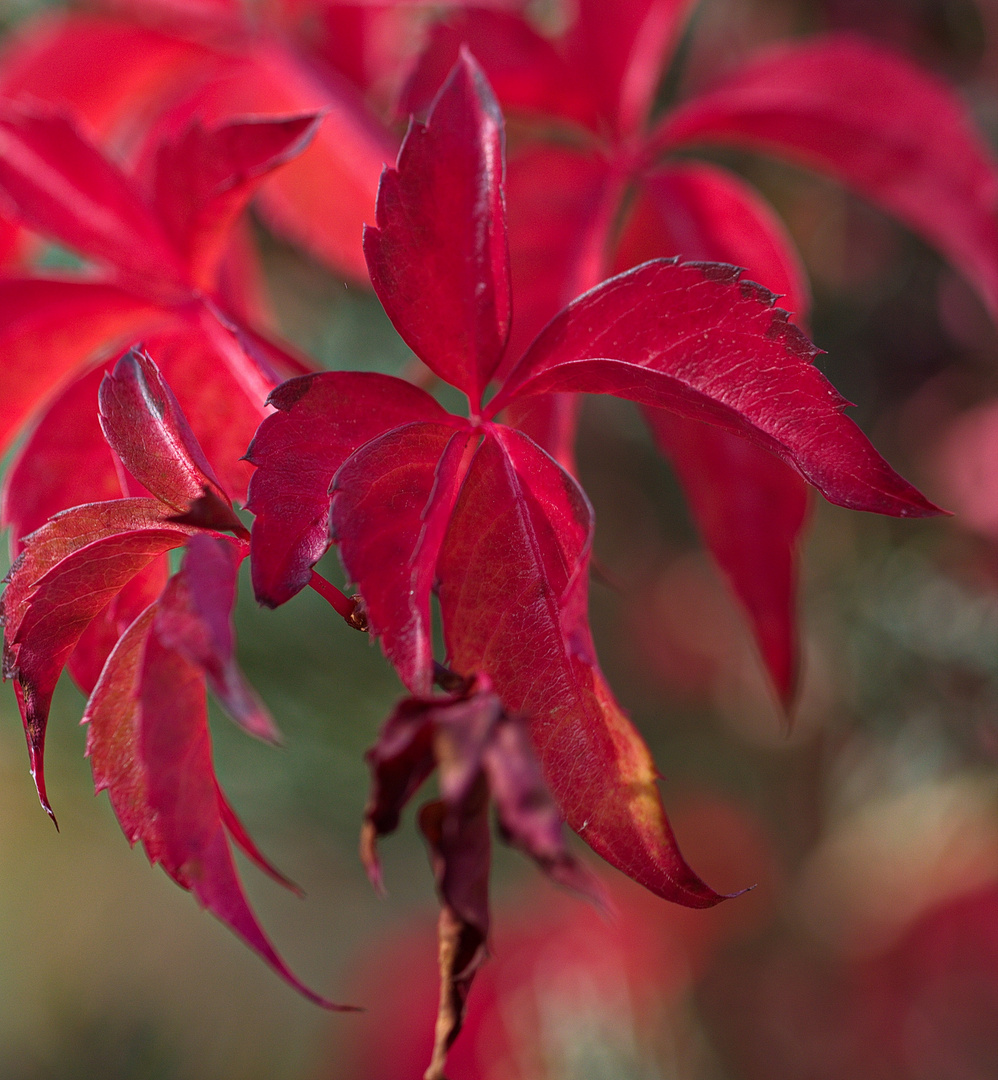 Farben im Herbst