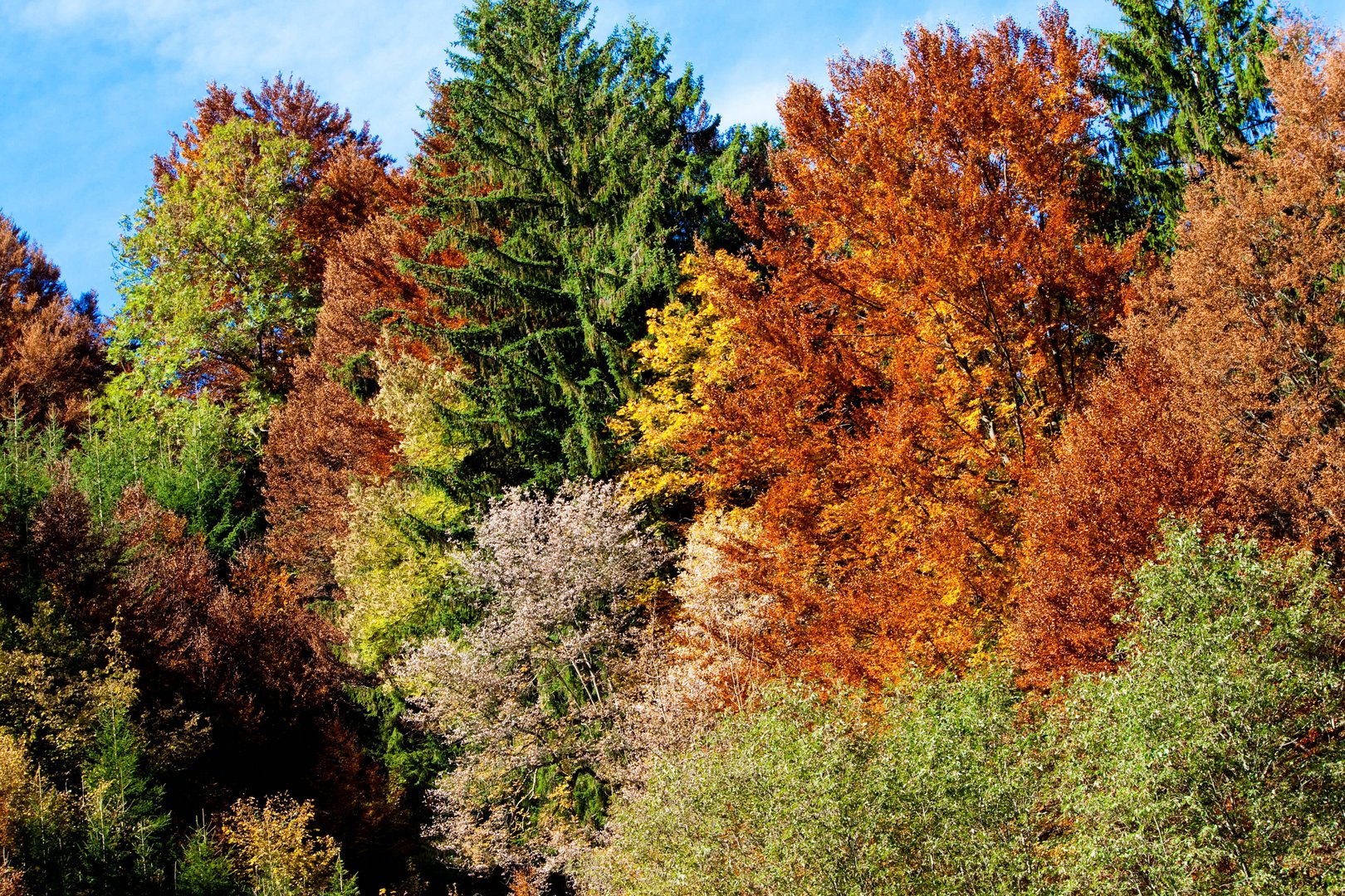 Farben im Herbst.