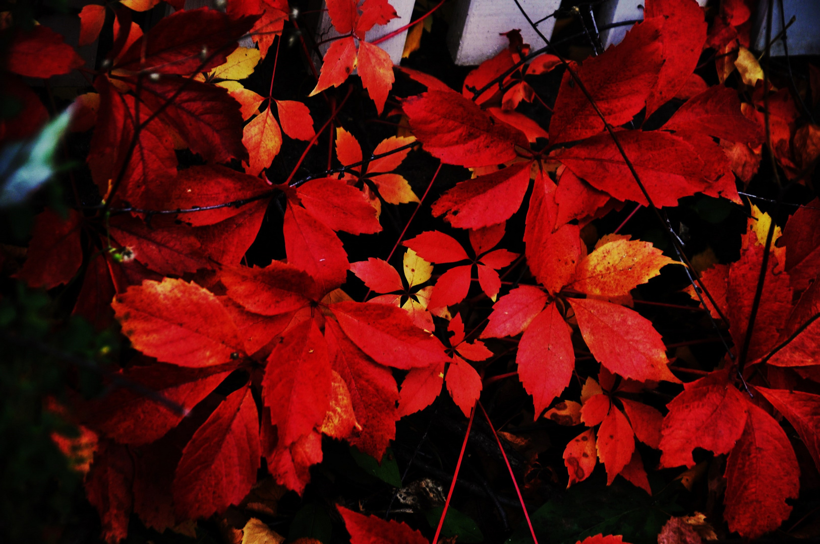 Farben im Herbst