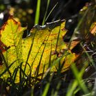 Farben im Herbst