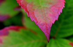 farben im herbst