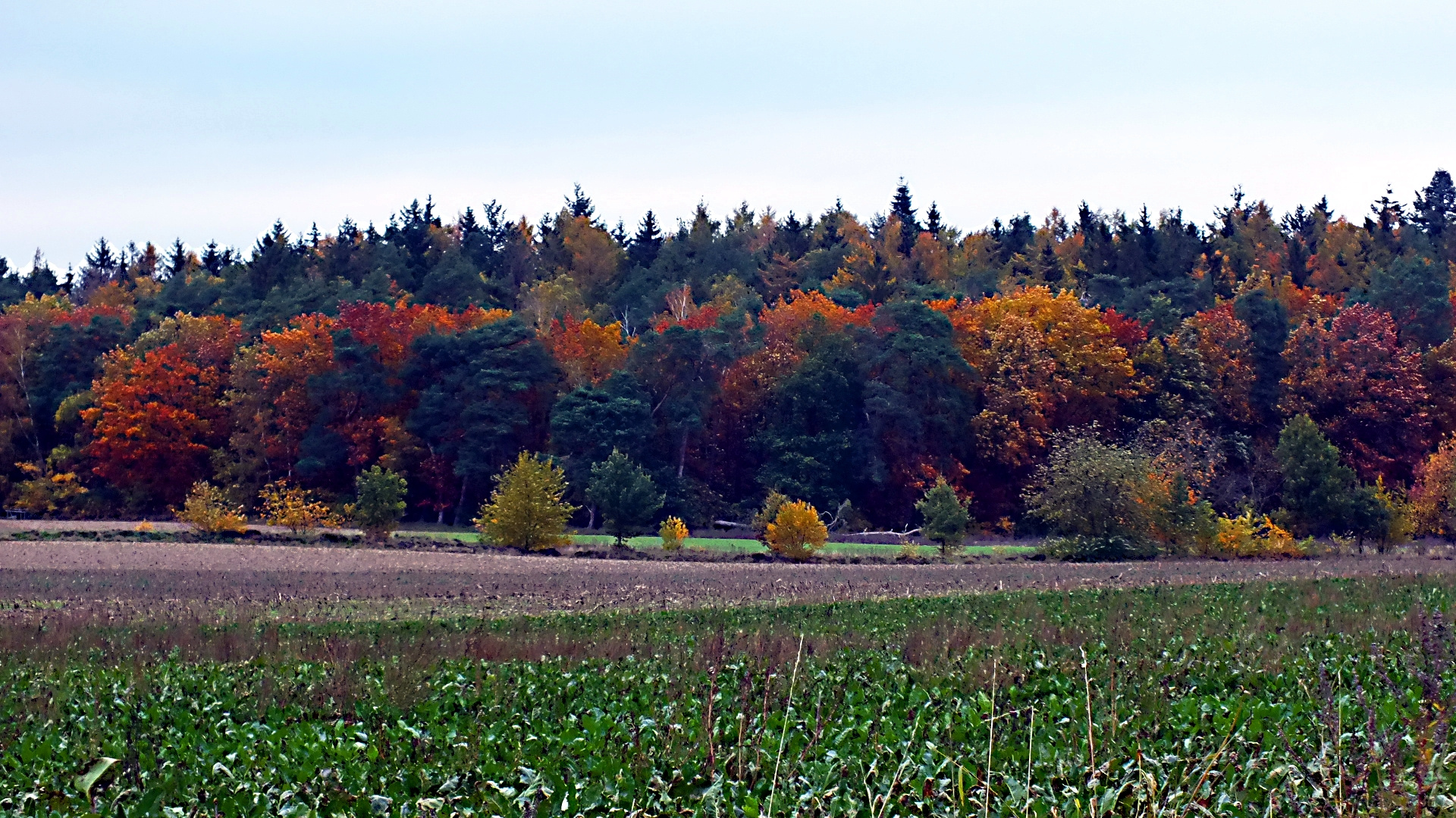 Farben im Herbst