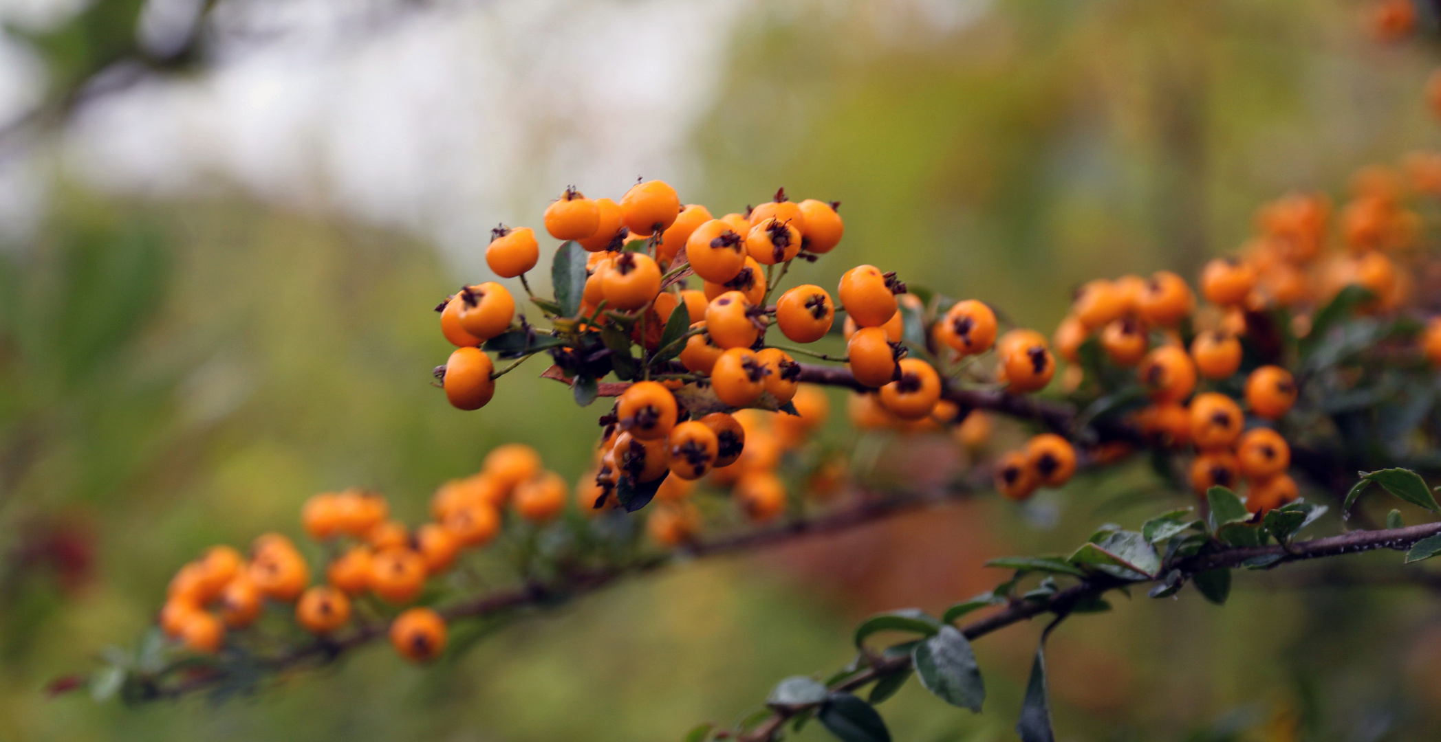 Farben im Herbst