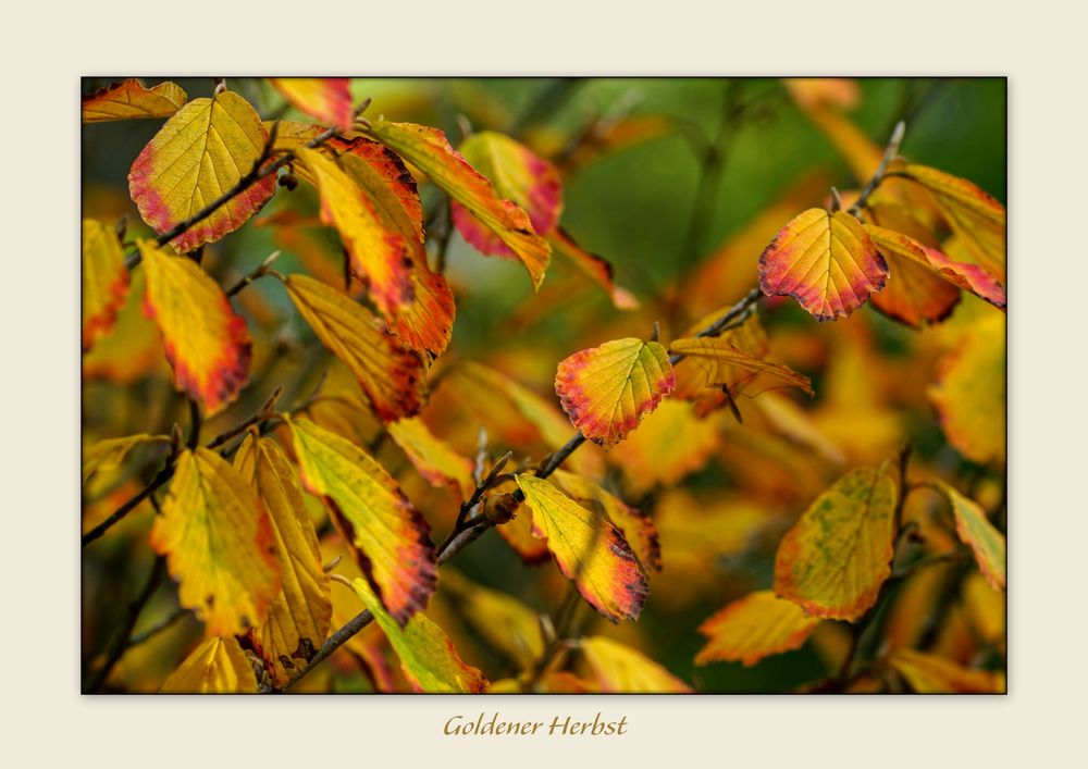 Farben im Herbst