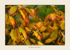 Farben im Herbst