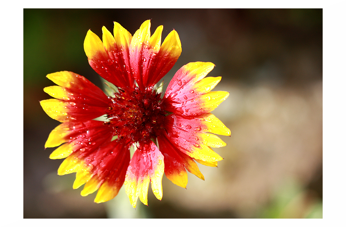 Farben im Herbst