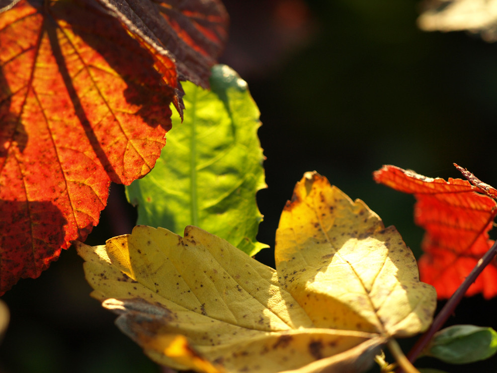 Farben im Herbst