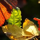 Farben im Herbst