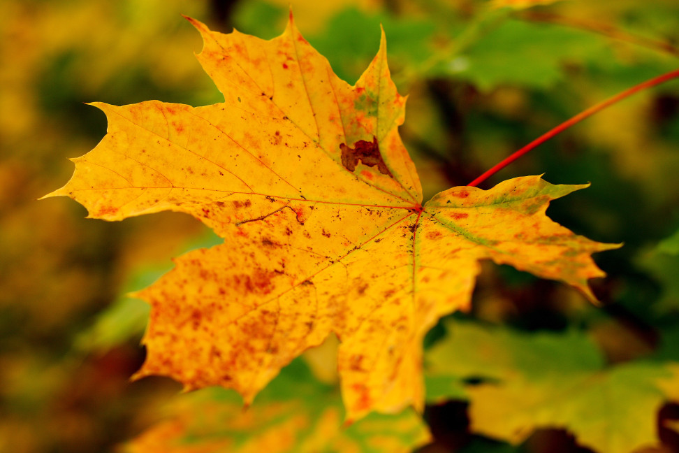 Farben im Herbst