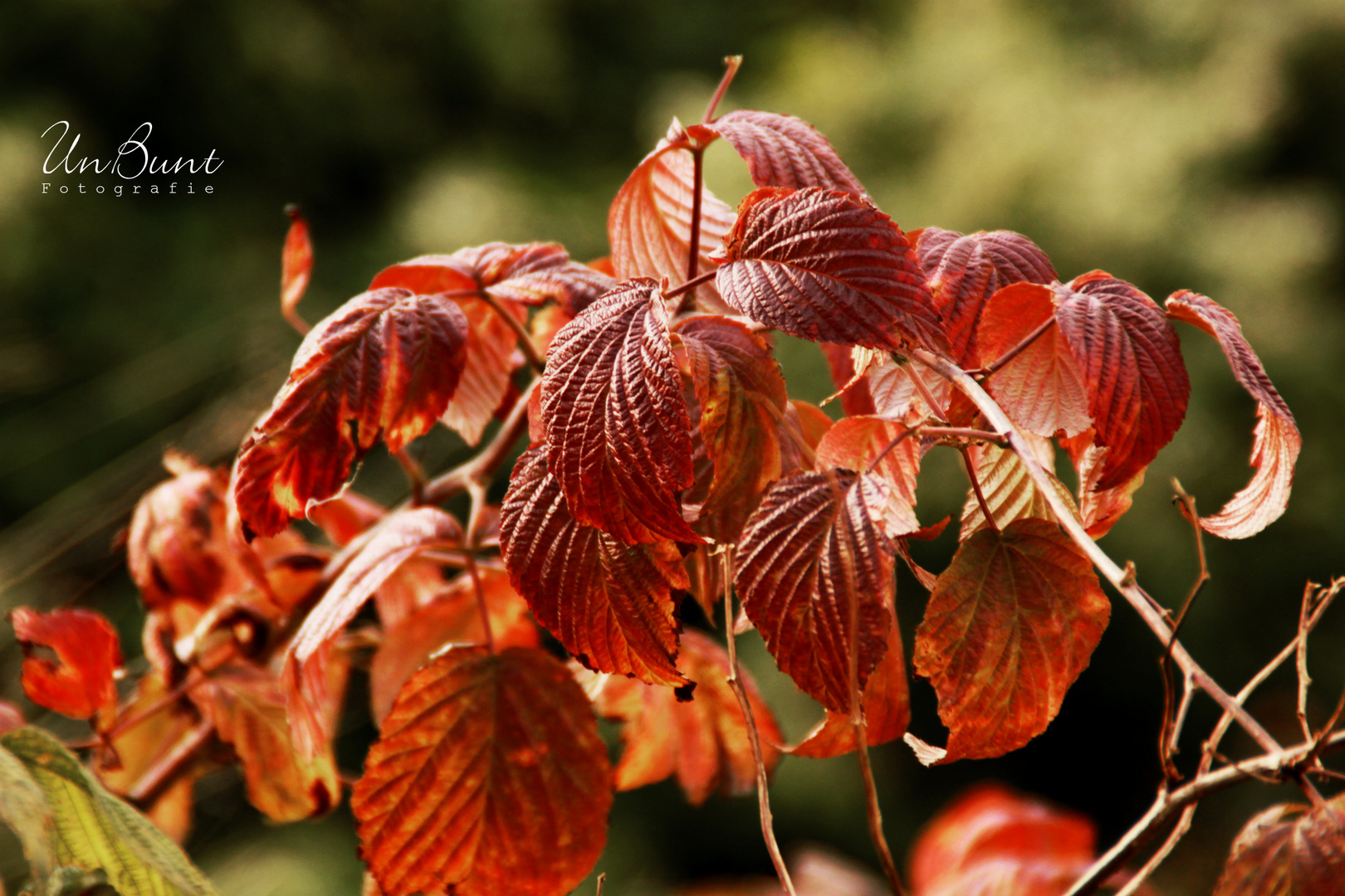 Farben im Herbst