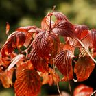 Farben im Herbst