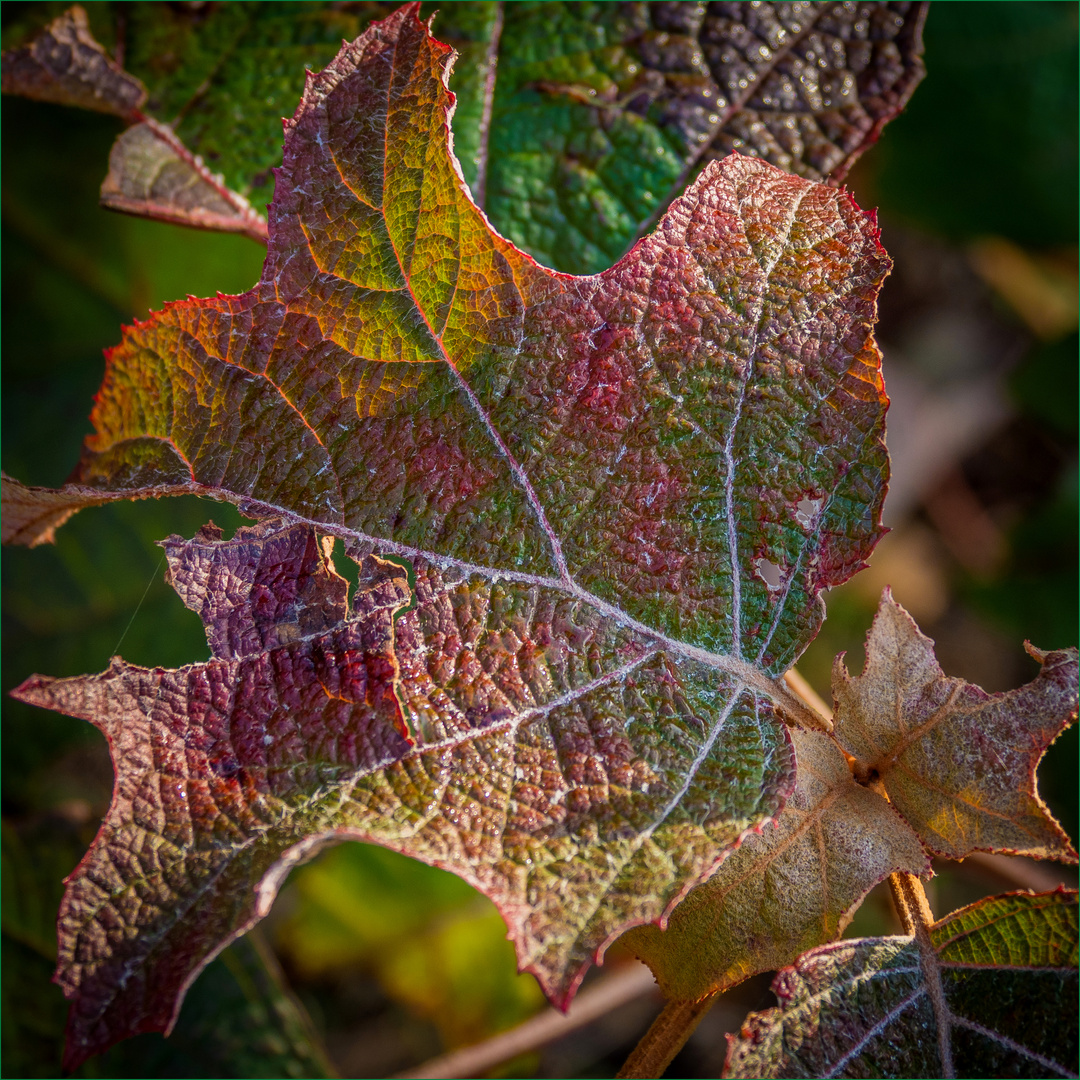 Farben im Herbst