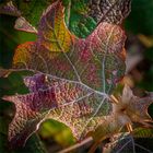 Farben im Herbst