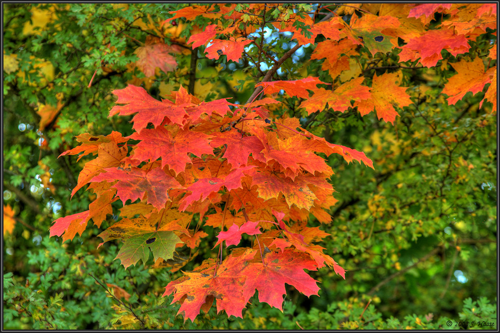 ... Farben im Herbst ...