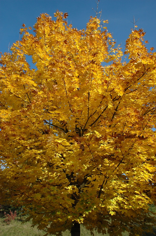 Farben im Herbst - gelb