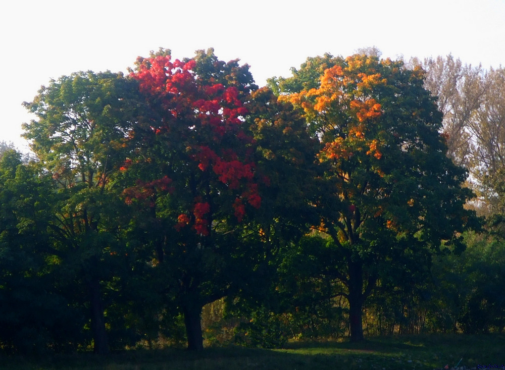 Farben im Herbst (ohne Auto)