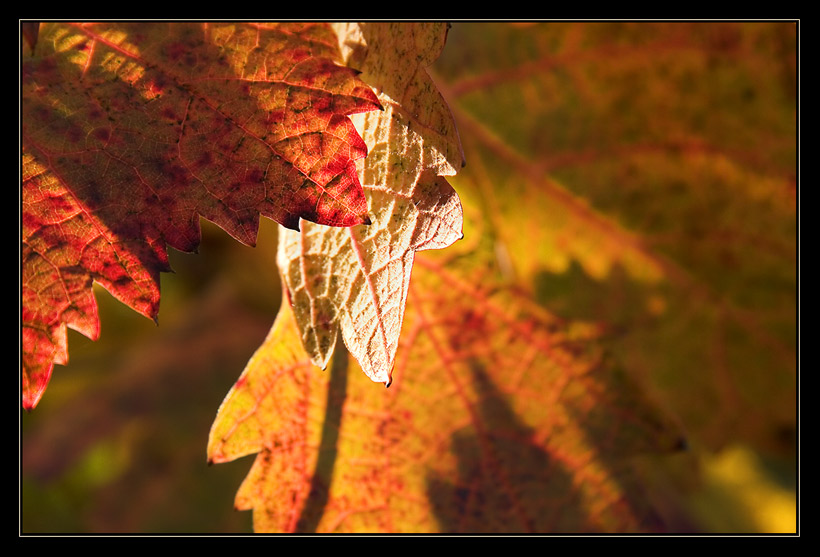 Farben im Herbstlicht