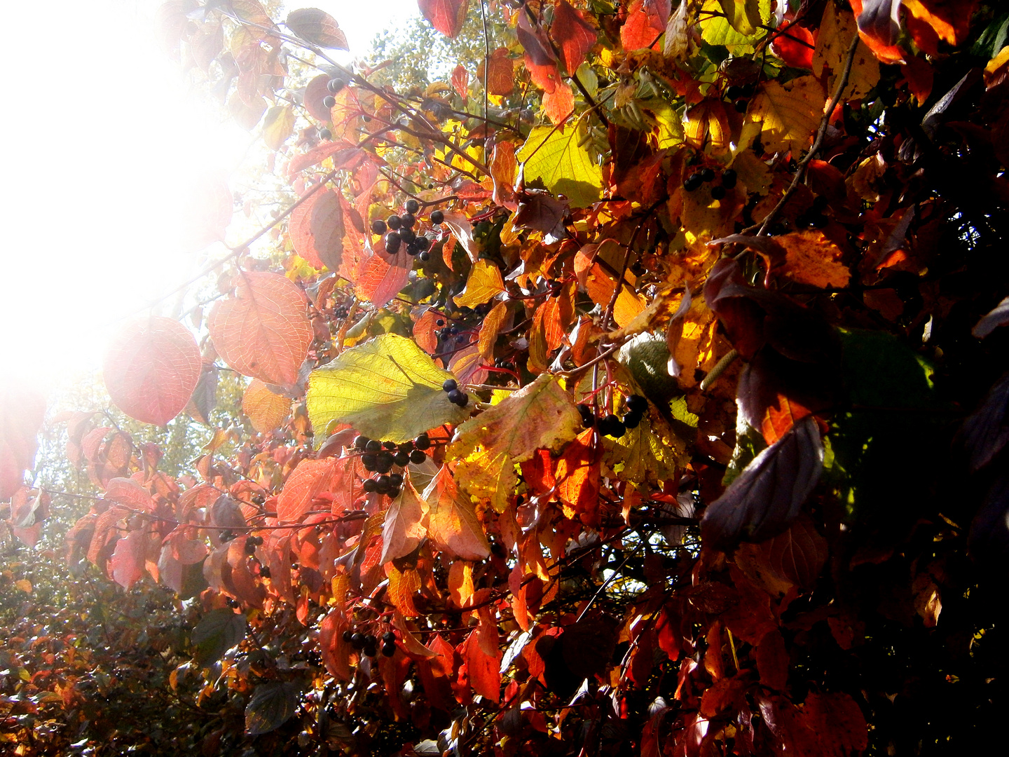 Farben im Licht