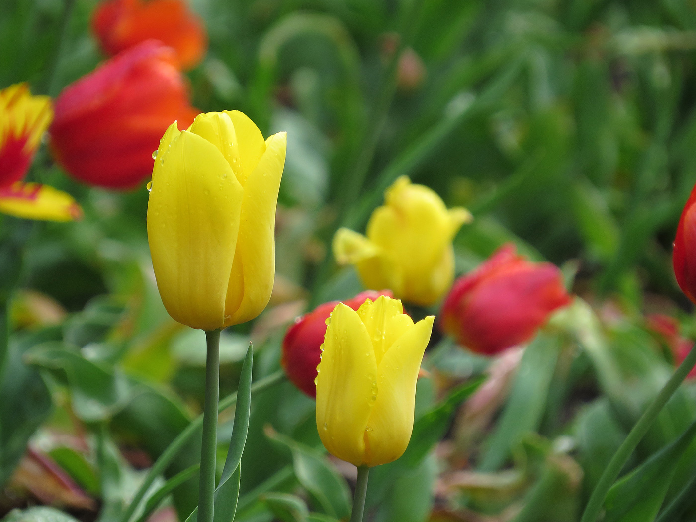 Farben im Mai