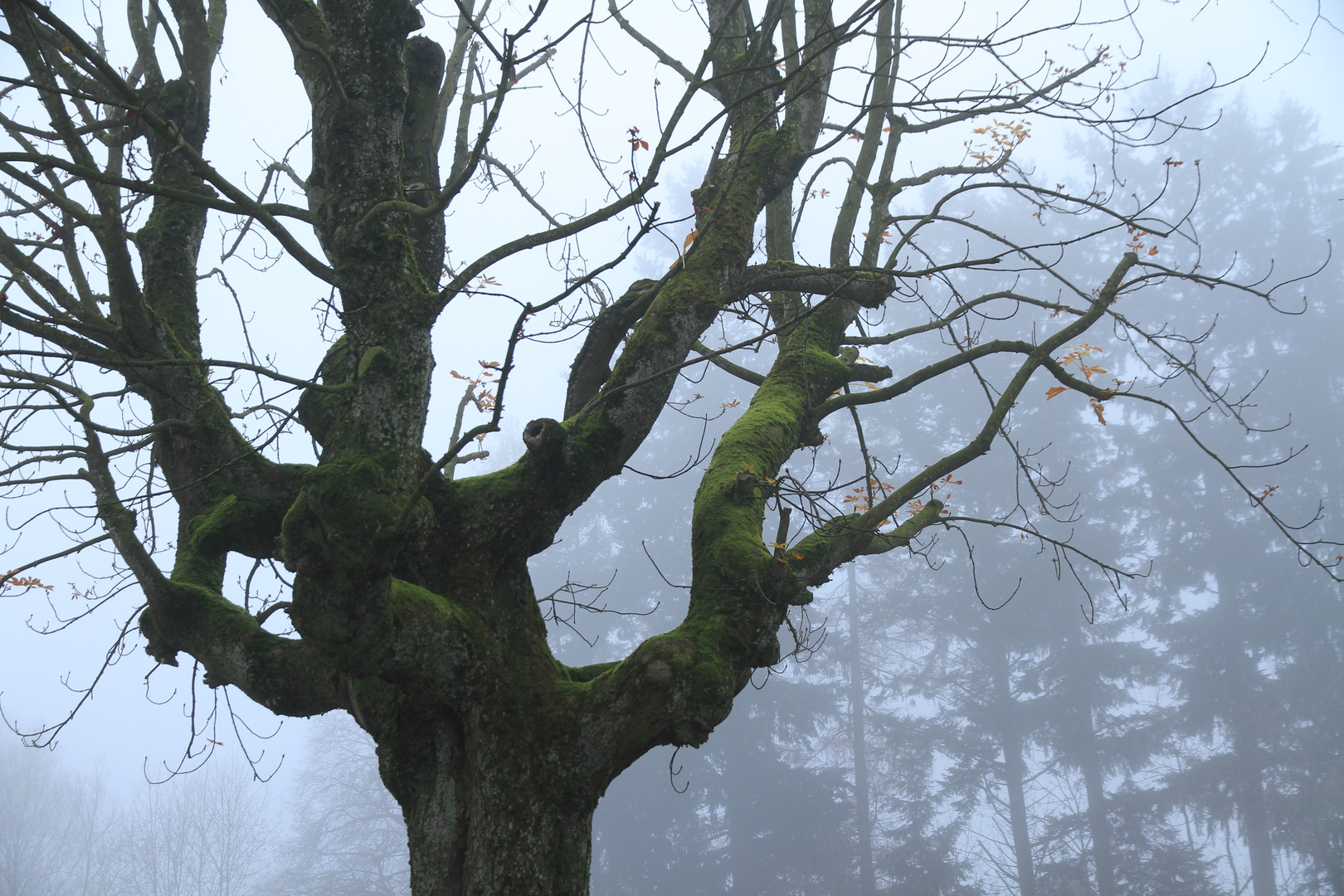 Farben im Nebel