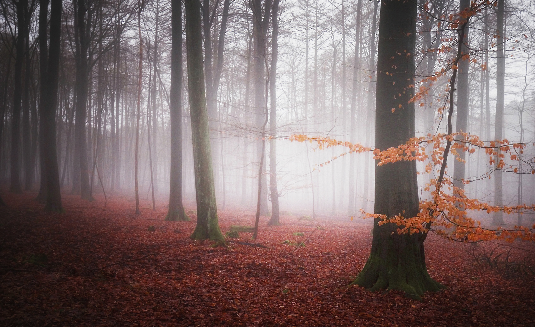 Farben im Nebel