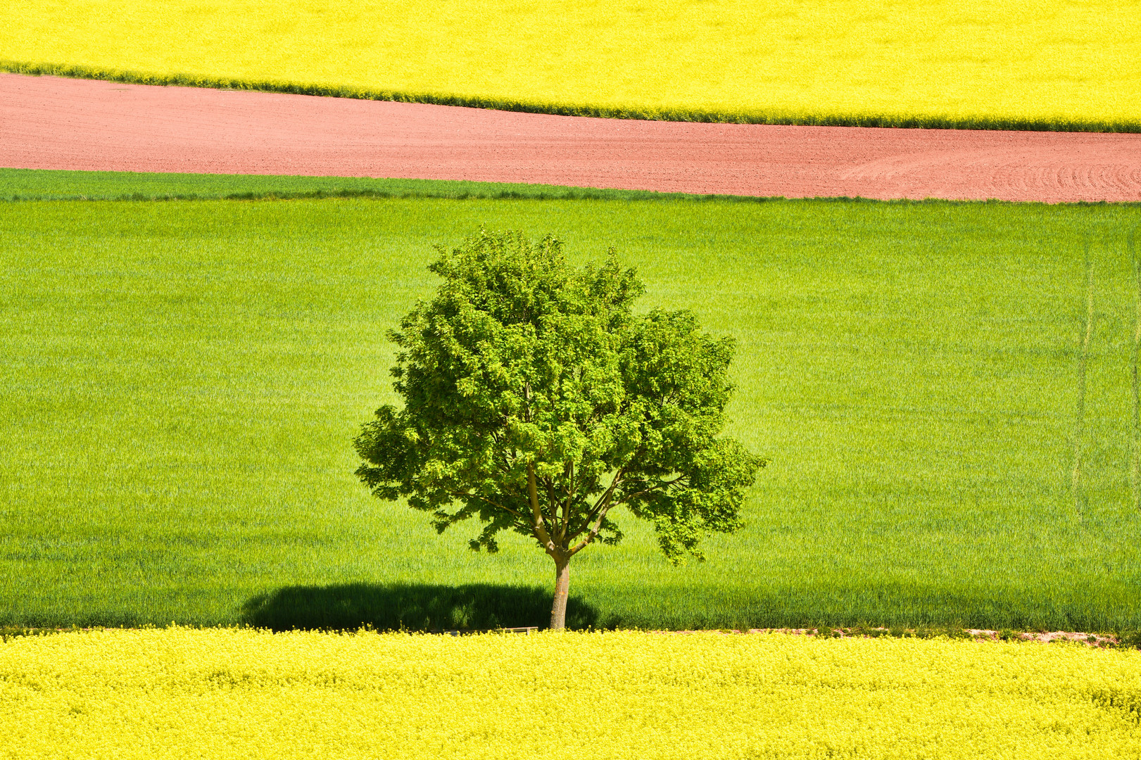 Farben im Raps