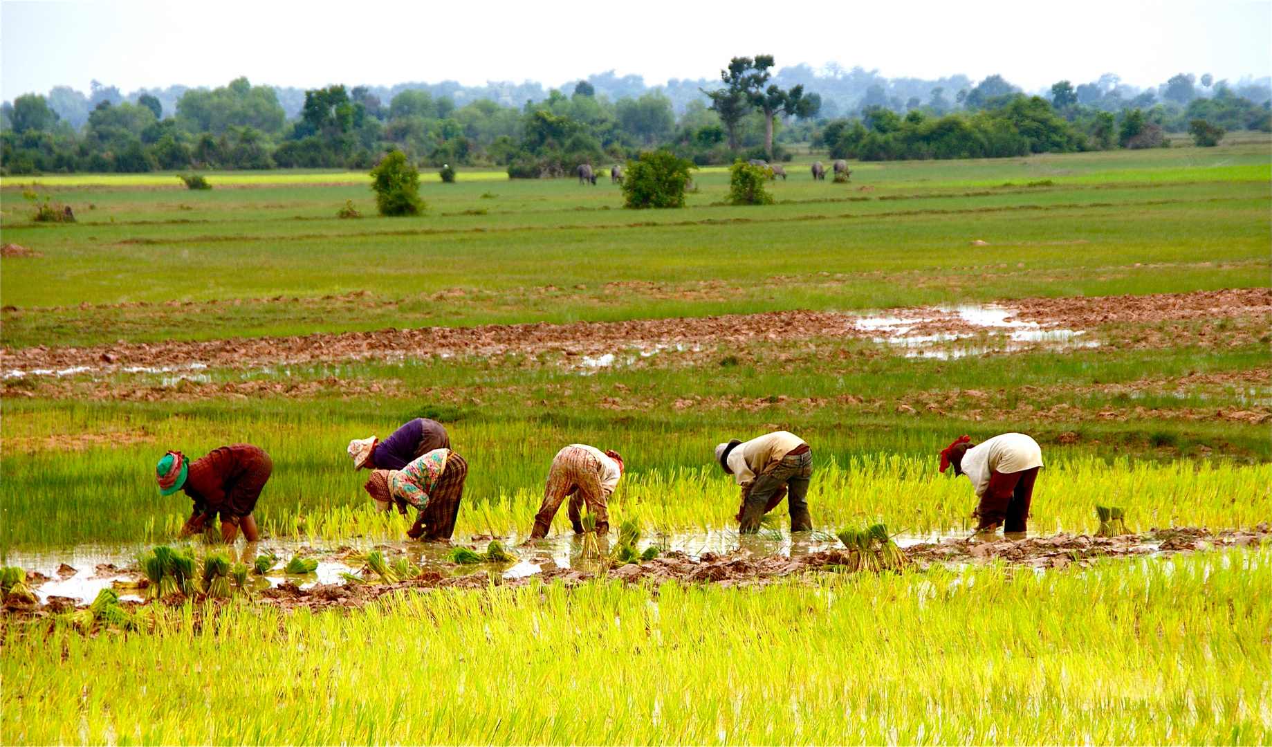 farben im reisfeld, cambodia 2010