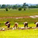 farben im reisfeld, cambodia 2010