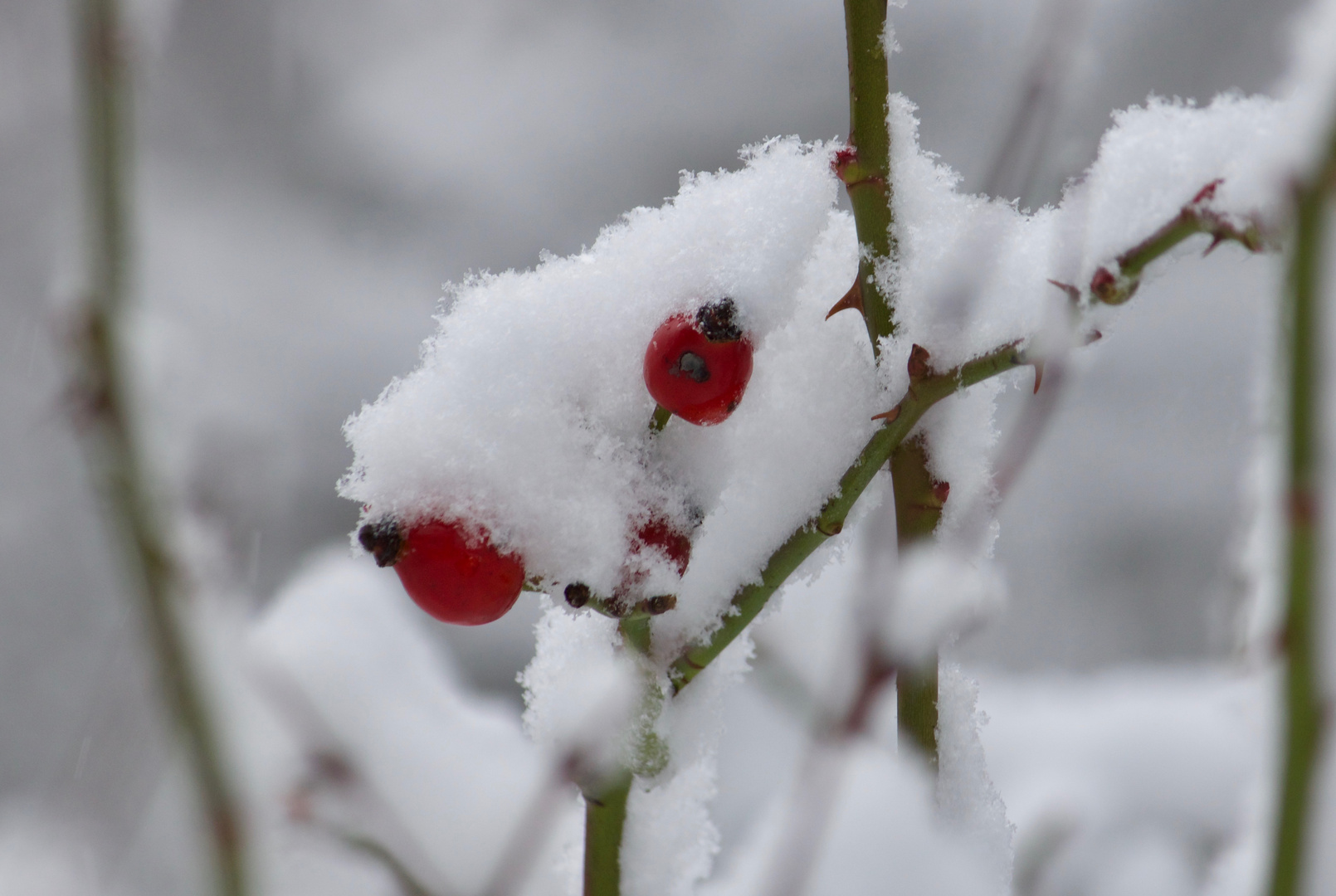 Farben im Schnee