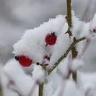 Farben im Schnee